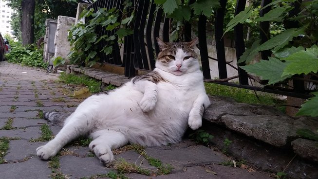 Tombili - kočka z Istanbulu, která dostala svou sochu