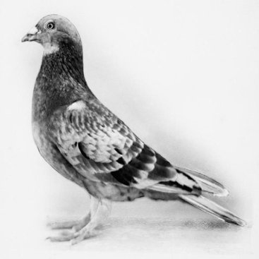 Commando_pigeon_hu_61413