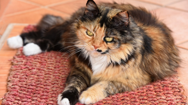 Štvou vás chlupy? Poradíme vám, jak na ně!