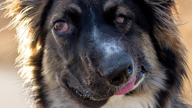 Jak pokousaný pes štěstí našel