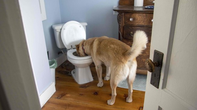 Pije vaše zvíře ze záchoda? Zpozorněte!