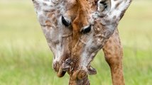Něžná péče žirafích rodičů