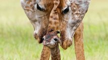 Něžná péče žirafích rodičů