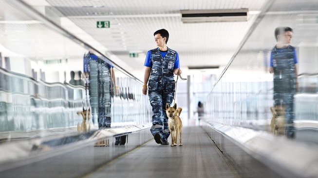 Sulimovův pes, unikát vyšlechtěný speciálně pro moskevské letiště