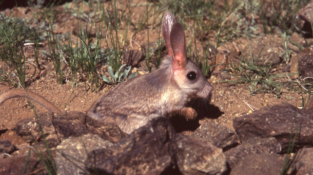 Tarbíci II.: Hravá 'tryskomyš' nenáročná na chov