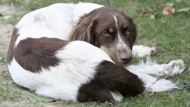 Český 'strakáč': Pes, na kterém poprvé vyzkoušeli transplantaci ledviny