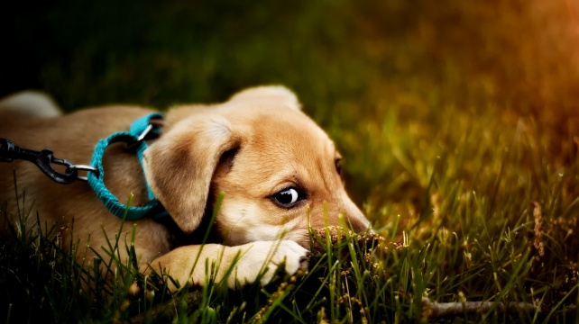 Proč váš pes nechce na procházku?