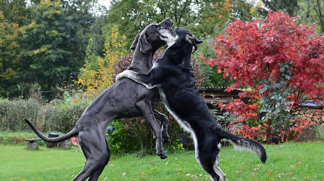 Jak řešit rivalitu mezi psy?