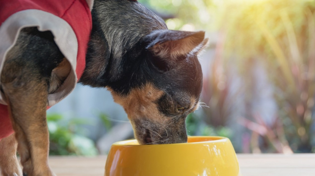 Je psí veganství týrání psů?