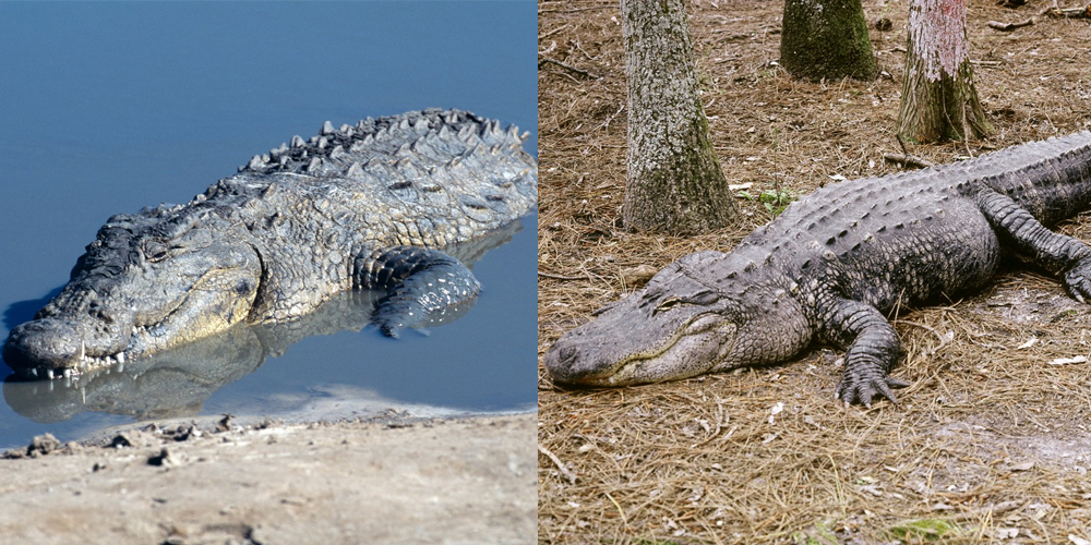 krokodýl vs. aligátor