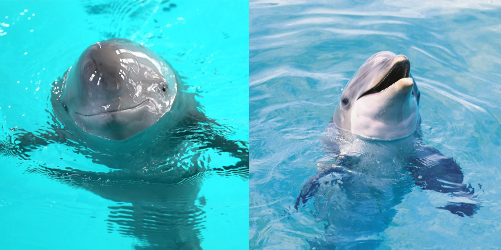 delfín vs. sviňucha
