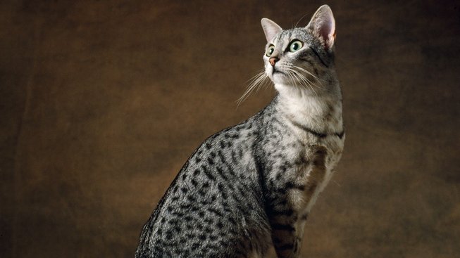Jaká je nejstarší kočka na světě?