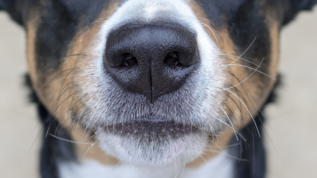 Pes, který rád předstírá. Nechali byste se nachytat?