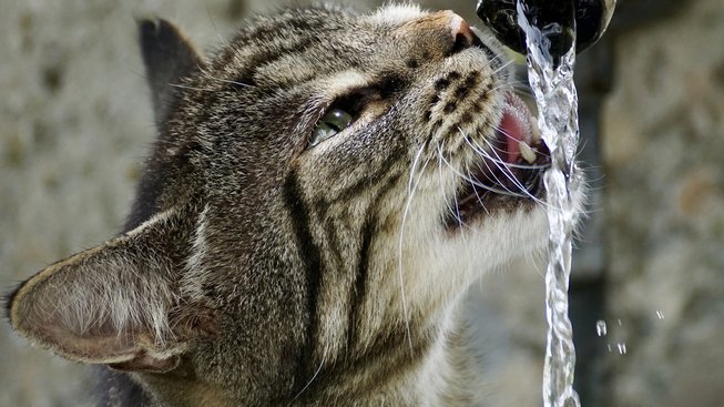 Kolik vody by kočky a psi měli denně vypít?