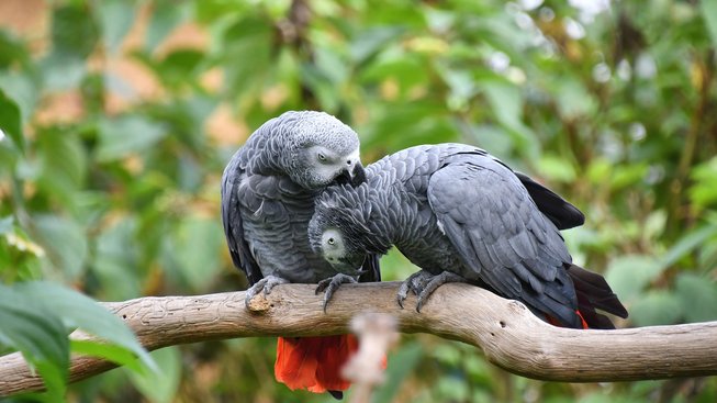 Papoušci žako se umí nesobecky podělit