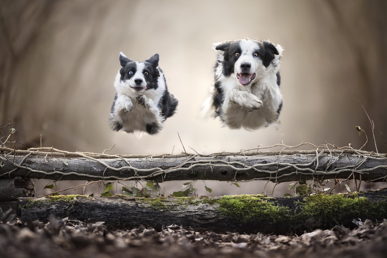 Létající psi