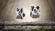 Létající psi