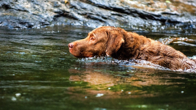 Chesapeake Bay retrívr - milovník vody a vášnivý lovec