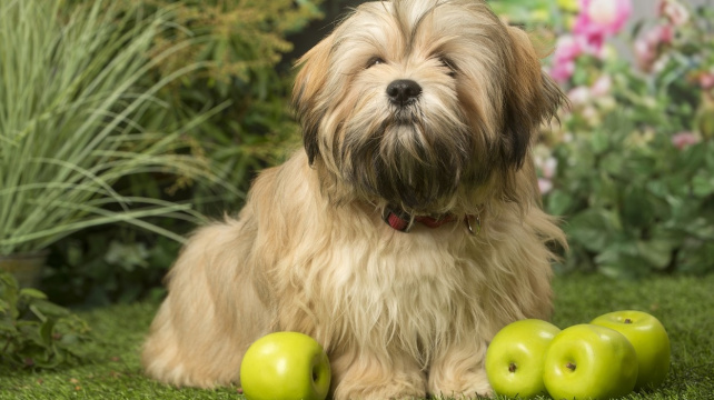 Lhasa apso – přítulný mazlík i hlídač