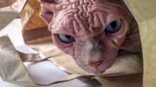 Nejděsivější kočka na světě