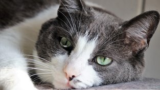 Nebezpečná bulka, která může zabít vaši kočku