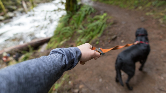 Vodítko jako ráj pro bacily. Co s tím?