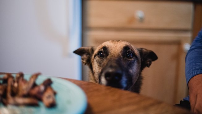 Kouká vám pes smutně do talíře? Poradíme vám, co smí "lidského jídla"