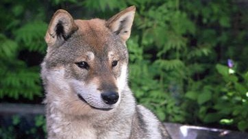 Šikoku-ken: Pes považovaný za národní památku