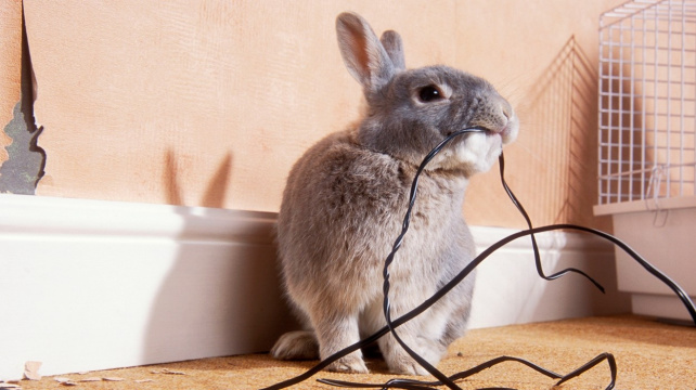 Magická přitažlivost kabelů: Proč jim králíci nedokážou odolat?