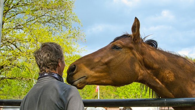 Věděli jste, že koně vám dokážou z tváře číst emoce?