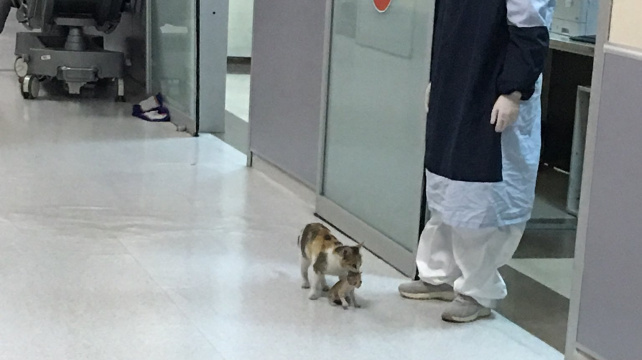 Starostlivá kočičí máma: Podívejte se, jak nese kotě do nemocnice