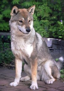 Shikoku_dog
