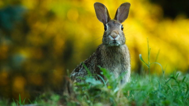 Králík domácí a králík divoký: Jaký je mezi nimi rozdíl?