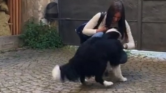 Nekonečná psí radost! Podívejte se na kouzelné shledání po dvou měsících karantény