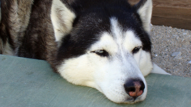 Proč psi někdy spí s otevřenýma očima?