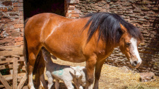 Poník adoptoval jehňata