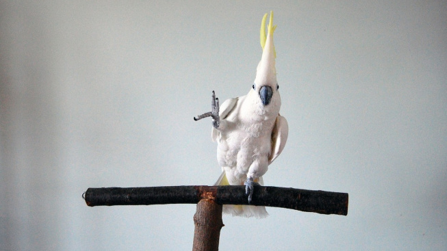 Tančící kakadu baví internet a fascinuje vědce