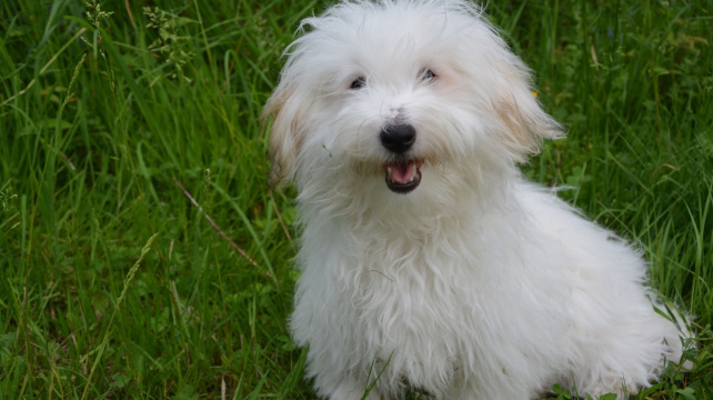 Coton de Tulear - psí "bavlnka" z Madagaskaru