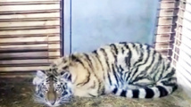Tygří mládě hledalo pomoc u lidí