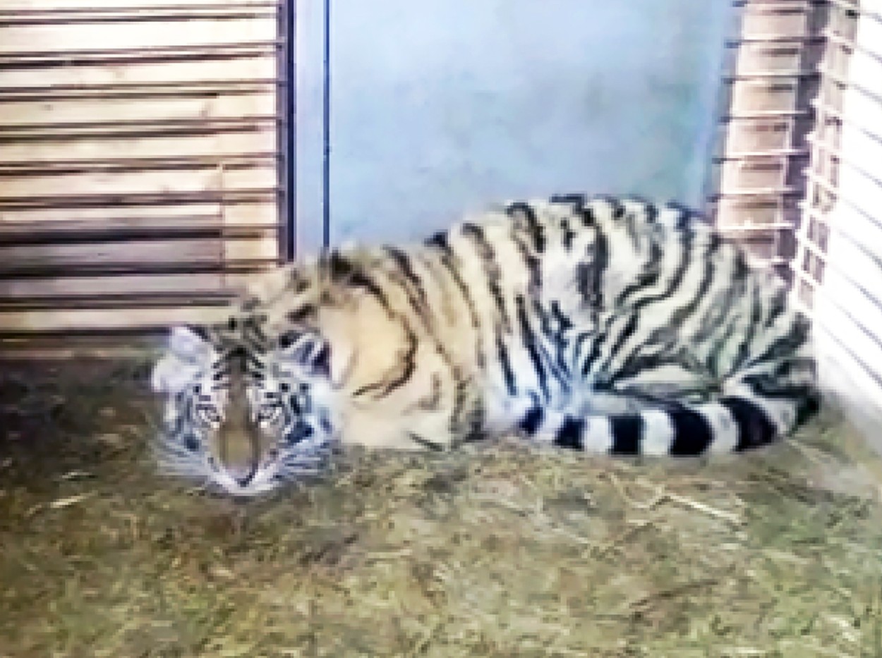 Tygří mládě hledalo pomoc u lidí