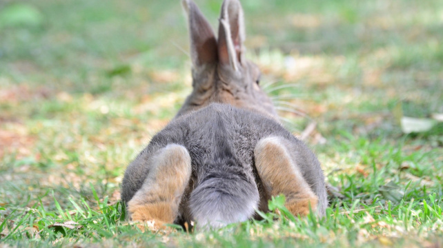 Králičí řeč těla