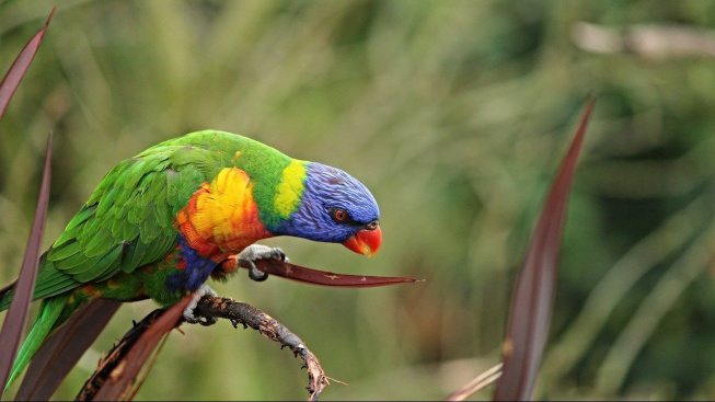 Přítulný papoušek lori mnohobarvý