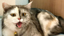 Dvoubarevná kočička Cat