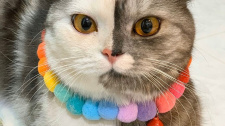 Dvoubarevná kočička Cat