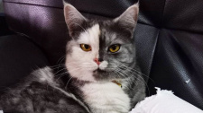 Dvoubarevná kočička Cat