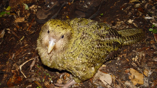 Kakapo soví – nejvzácnější papoušek