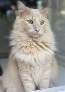 kitty-3883269_1920