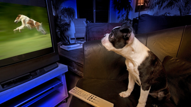 Co psi vidí, když koukají na televizi?