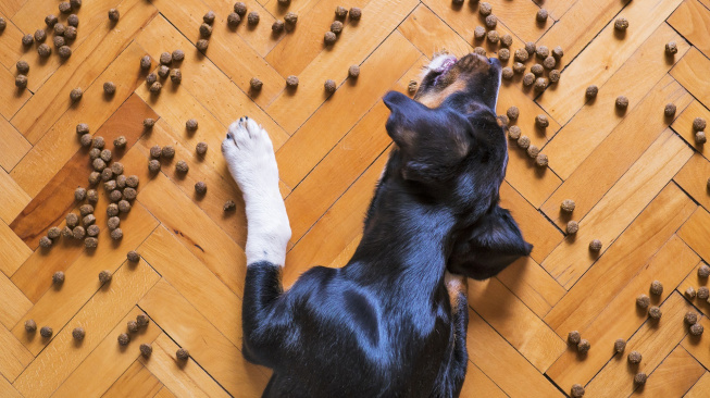 Jak dlouho vydrží psi bez jídla?