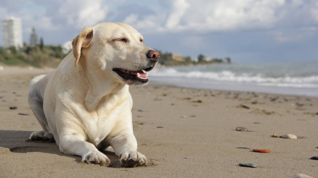 Nebojte se vzít psa na pláž. Na co si ale dát pozor?